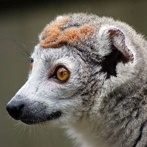 Crowned Lemur