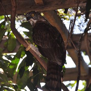 Changeable hawk-eagle/ Spizaetus cirrhatus limnaeetus