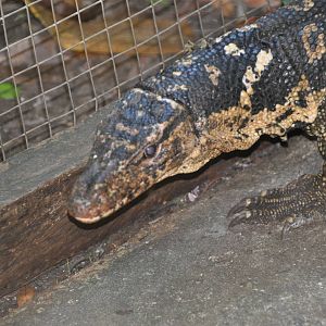 Marbled water monitor/ Varanus marmoratus