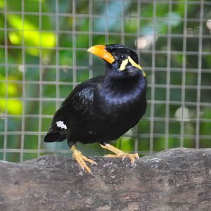 Hill mynah/ Gracula religiosa palawanensis