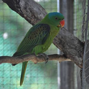 Blue-naped parrot/ Tanygnathus lucionensis salvadorii