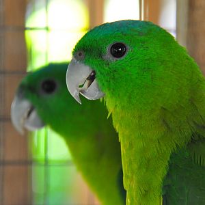 Salomonsen`s racquet-tail parrot/ Prioniturus discurus whiteheadi