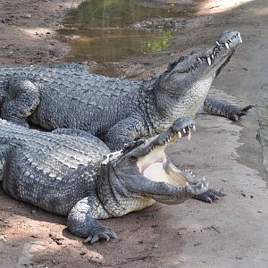 Siamese crocodile/ Crocodylus siamensis