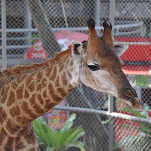 Transvaal giraffe/ Giraffa camelopardalis giraffa