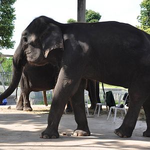Asiatic elephant/ Elephas maximus