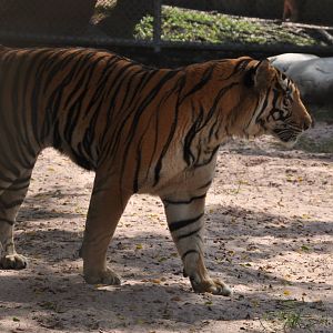 Tiger/ Panthera tigris