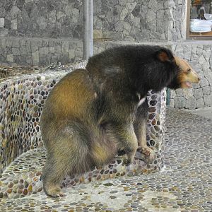 Tibetan black bear/ Ursus thibetanus thibetanus