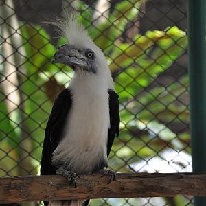White-crowned hornbill/ Berenicornis comatus