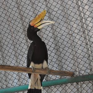 Rhinoceros hornbill/ Buceros rhinoceros rhinoceros