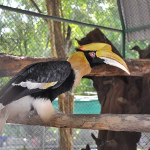 Great Indian hornbill/ Buceros bicornis homrai