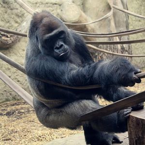 Gorilla gorilla gorilla