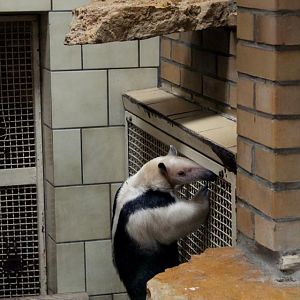Tamandua tetradactyla