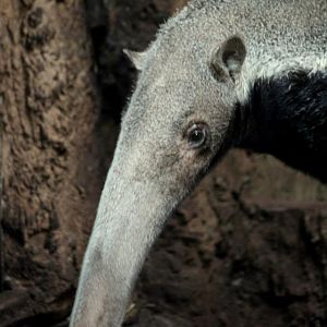 Myrmecophaga tridactyla