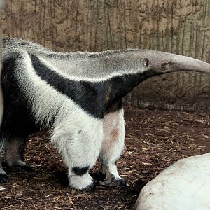 Myrmecophaga tridactyla