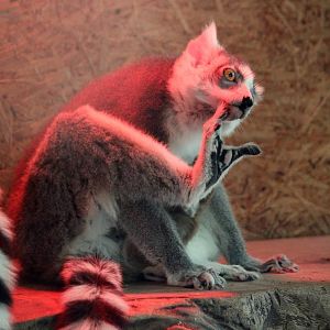 Lemur catta