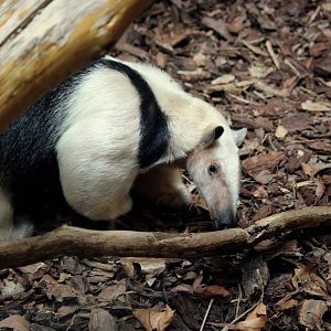 Tamandua tetradactyla