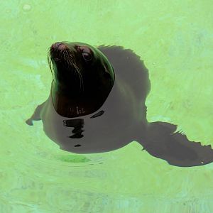 Zalophus californianus