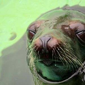 Zalophus californianus