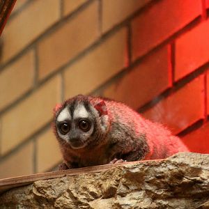 Aotus lemurinus griseimembra