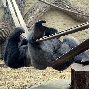 Gorilla gorilla gorilla