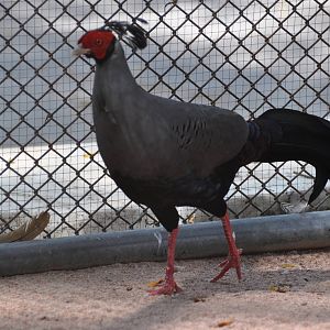 Siamese crested fireback/ Lophura diardi