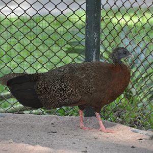 Malayan great argus/ Argusianus argus argus