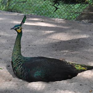 Green peafowl/ Pavo muticus