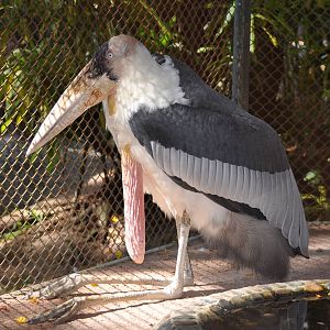 Greater adjutant stork/ Leptoptilos dubius