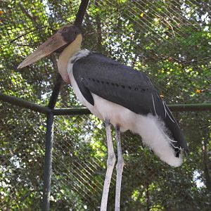 Lesser adjutant stork/ Leptoptilos javanicus