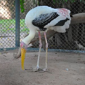 Painted stork/ Mycteria leucocephala