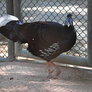 Crested fireback pheasant/ Lophura ignita rufa