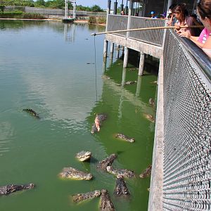 Visitors feed the crocodiles