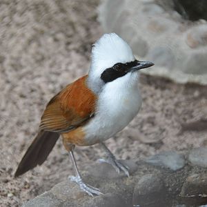 White-crested laughing thrush/ Garrulax leucolophus diardi