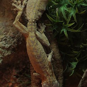 Henckels leaftailed gecko