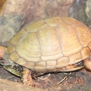 Terrapene carolina triunguis