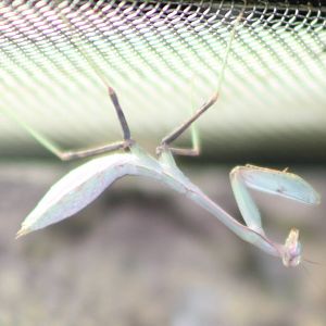 African preying mantis