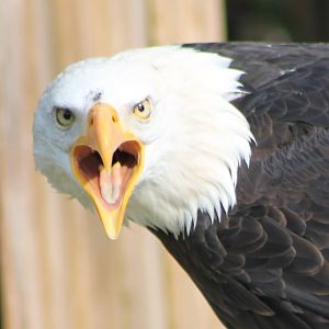 Bald eagle