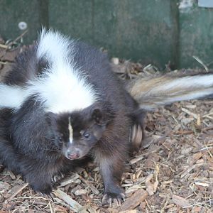 skunk