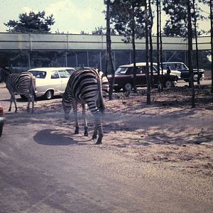 view at the Safari park