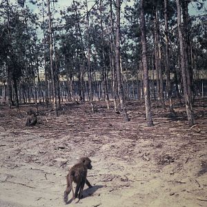 Baboons at the Safari park