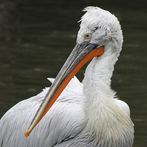 dalmatian pelican