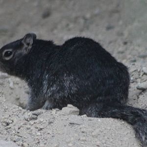 rock squirrel