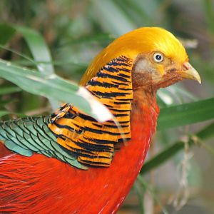 golden pheasant male
