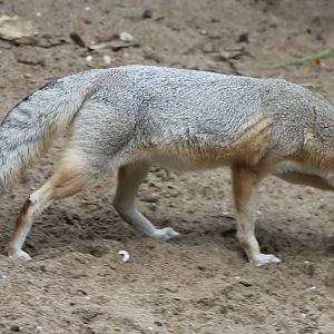 kit fox