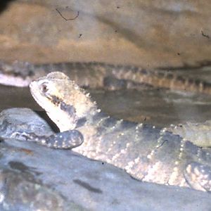 australian waterdragon