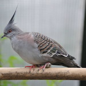 Crested pigeon / Ocyphaps lophotes