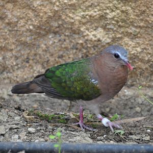 Emerald dove/ Chalcophaps indica