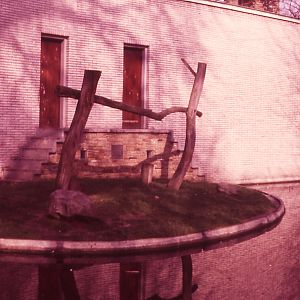 Outdoor Ape enclosure - 1984