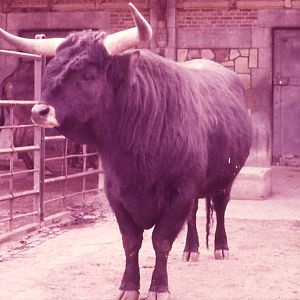 Aurochs - 1984