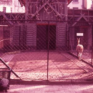 Vicuna cage - 1984